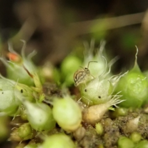 Symphypleona sp. (order) at Holt, ACT - 10 Aug 2020