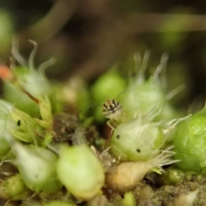 Symphypleona sp. (order) at Holt, ACT - 10 Aug 2020