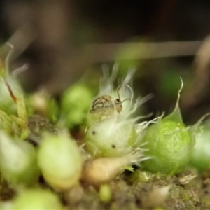 Symphypleona sp. (order) at Holt, ACT - 10 Aug 2020