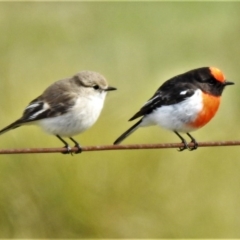 Petroica goodenovii (Red-capped Robin) at Tennent, ACT - 12 Aug 2020 by JohnBundock