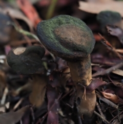 Sanguinoderma rude (Red-staining Stalked Polypore) at Umbagong District Park - 15 Jul 2020 by Caric