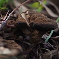 Sanguinoderma rude at Latham, ACT - 15 Jul 2020