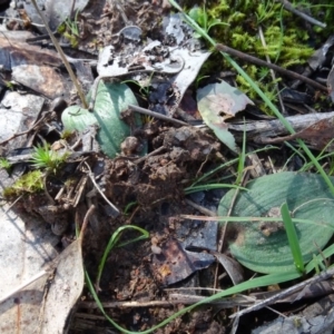 Eriochilus cucullatus at Bookham, NSW - suppressed