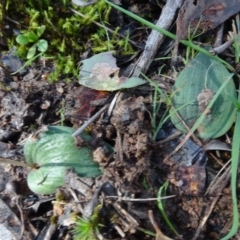 Eriochilus cucullatus at Bookham, NSW - suppressed