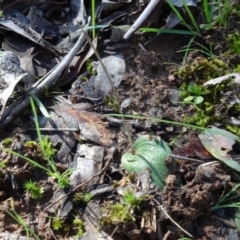 Eriochilus cucullatus at Bookham, NSW - suppressed