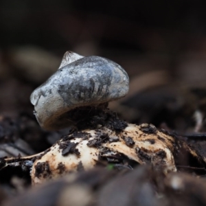 Geastrum tenuipes at Flynn, ACT - 11 Jul 2020 03:34 PM