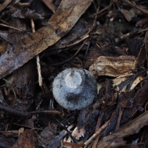 Geastrum tenuipes at Flynn, ACT - 11 Jul 2020 03:34 PM