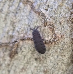 Hypogastrura sp. (genus) (A Springtail) at Aranda Bushland - 11 Aug 2020 by CathB