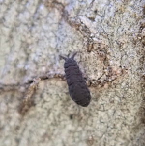 Hypogastrura sp. (genus) at Holt, ACT - 11 Aug 2020