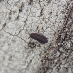 Hypogastrura sp. (genus) at Holt, ACT - 11 Aug 2020