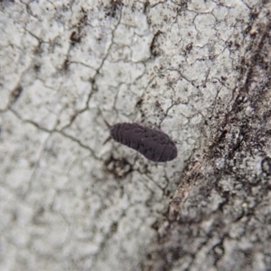 Hypogastrura sp. (genus) at Holt, ACT - 11 Aug 2020 03:21 PM