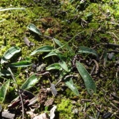 Glossodia major (Wax Lip Orchid) at Bookham, NSW - 29 Jul 2020 by AndyRussell