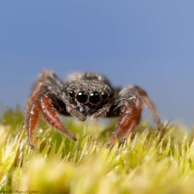 Holoplatys invenusta (Jumping spider) at Macgregor, ACT - 12 Aug 2020 by Roger