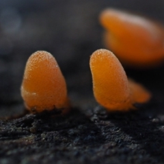 zz jelly-like puzzles at Umbagong District Park - 7 Jul 2020 by Caric