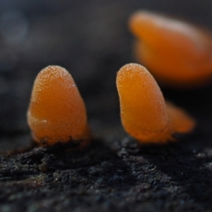 zz jelly-like puzzles at Macgregor, ACT - 7 Jul 2020 11:57 AM