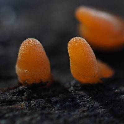 zz jelly-like puzzles at Umbagong District Park - 7 Jul 2020 by Caric