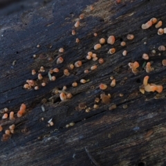 zz jelly-like puzzles at Macgregor, ACT - 7 Jul 2020 11:57 AM