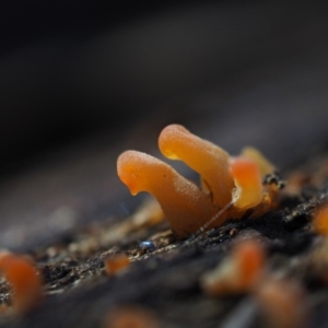 zz jelly-like puzzles at Macgregor, ACT - 7 Jul 2020 11:57 AM