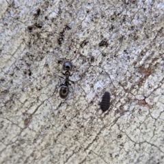 Anonychomyrma sp. (genus) (Black Cocktail Ant) at Holt, ACT - 11 Aug 2020 by CathB