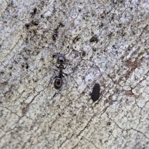 Anonychomyrma sp. (genus) at Holt, ACT - 11 Aug 2020