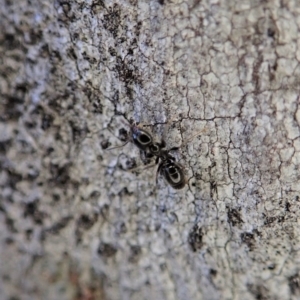 Anonychomyrma sp. (genus) at Holt, ACT - 11 Aug 2020