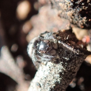 Maratus calcitrans at Holt, ACT - suppressed