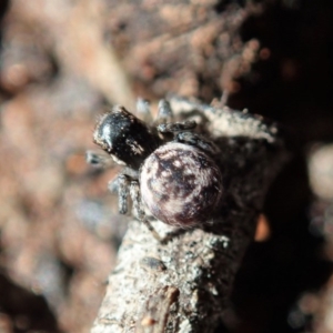 Maratus calcitrans at Holt, ACT - suppressed