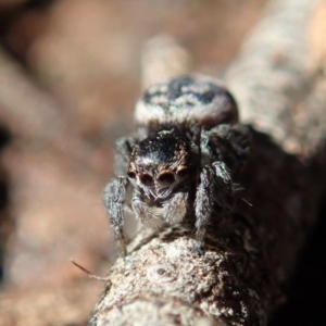 Maratus calcitrans at Holt, ACT - suppressed