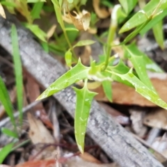 Einadia nutans at Latham, ACT - 12 Aug 2020