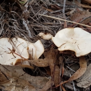 zz agaric (stem; gills white/cream) at Latham, ACT - 12 Aug 2020 04:02 PM