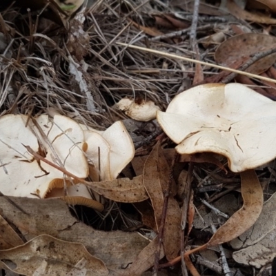 zz agaric (stem; gills white/cream) at Latham, ACT - 12 Aug 2020 by trevorpreston