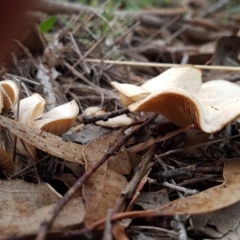 zz agaric (stem; gills white/cream) at Latham, ACT - 12 Aug 2020 04:02 PM