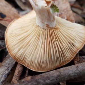 zz agaric (stem; gills white/cream) at Latham, ACT - 12 Aug 2020 04:02 PM