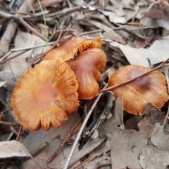 zz agaric (stem; gills not white/cream) at Macgregor, ACT - 12 Aug 2020 by tpreston