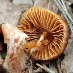 zz agaric (stem; gills not white/cream) at Macgregor, ACT - 12 Aug 2020