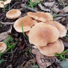 zz agaric (stem; gills white/cream) at Latham, ACT - 12 Aug 2020 by trevorpreston
