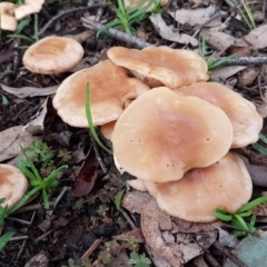 zz agaric (stem; gills white/cream) at Umbagong District Park - 12 Aug 2020 by tpreston