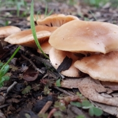 zz agaric (stem; gills white/cream) at Latham, ACT - 12 Aug 2020