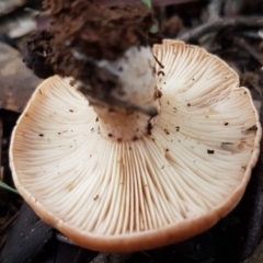 zz agaric (stem; gills white/cream) at Latham, ACT - 12 Aug 2020