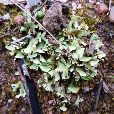 Heterodea sp. (A lichen) at Latham, ACT - 12 Aug 2020 by tpreston