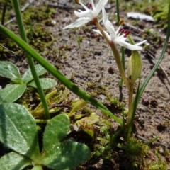 Wurmbea dioica subsp. dioica (Early Nancy) at Bookham, NSW - 29 Jul 2020 by AndyRussell