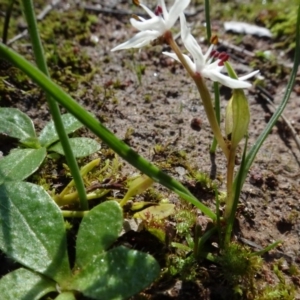 Wurmbea dioica subsp. dioica at Bookham, NSW - 29 Jul 2020