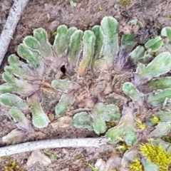 Riccia cartilaginosa (Liverwort) at Latham, ACT - 12 Aug 2020 by trevorpreston