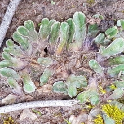 Riccia cartilaginosa (Liverwort) at Latham, ACT - 12 Aug 2020 by trevorpreston