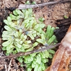 Riccia subbifurca (Liverwort) at Latham, ACT - 12 Aug 2020 by tpreston