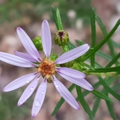 Olearia tenuifolia (Narrow-leaved Daisybush) at Macgregor, ACT - 12 Aug 2020 by tpreston