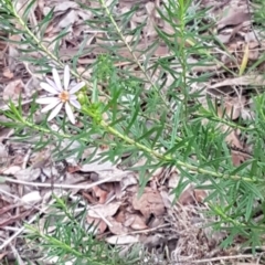 Olearia tenuifolia at Macgregor, ACT - 12 Aug 2020