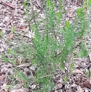 Olearia tenuifolia at Macgregor, ACT - 12 Aug 2020