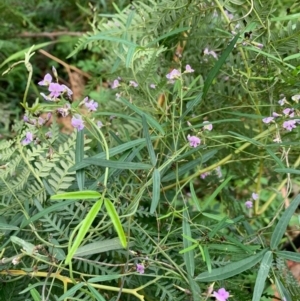 Glycine sp. at Bendalong, NSW - 11 Aug 2020