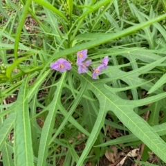 Unidentified Other Wildflower or Herb (TBC) at Bendalong, NSW - 11 Aug 2020 by margotallatt